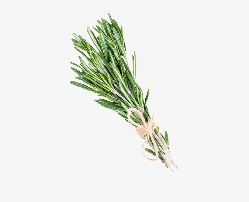 Studies Have Demonstrated That Rosemary Oil Promotes - L:a Bruket Handcreme Salbei-rosmarin-lavendel (30ml), transparent png #4575582
