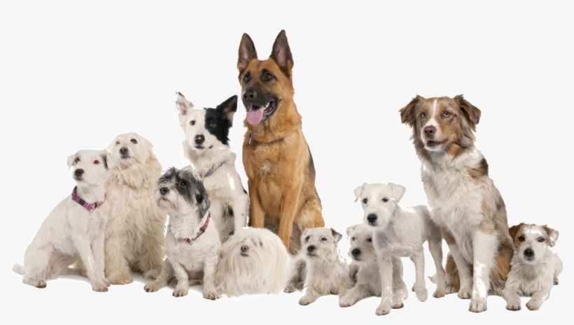 Beautiful Physical Pattern Dog Vector Image - No 1 Pet Dog, transparent png #4575771
