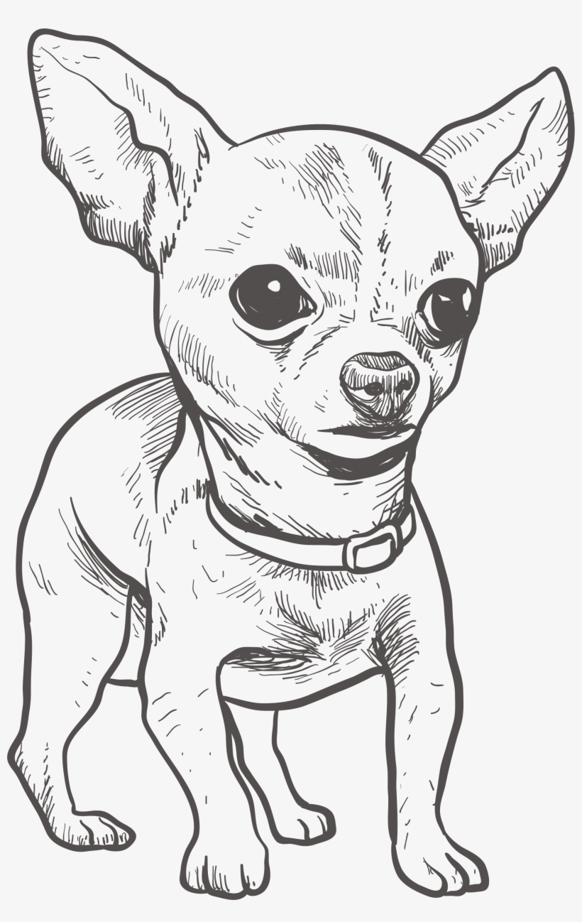 Chihuahua Puppy Drawing Illustration - Chihuahua Drawing, transparent png #4575872