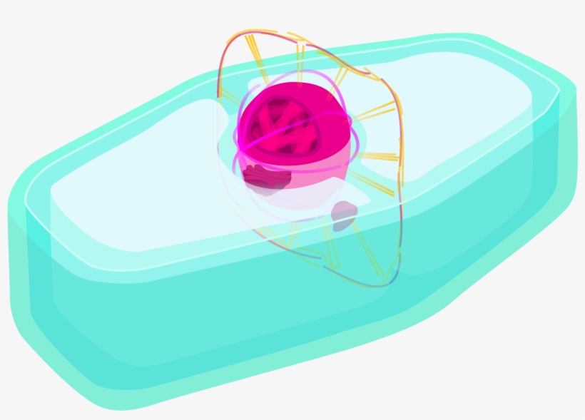 Plant Cell Prophase - Plant Cell, transparent png #4575873
