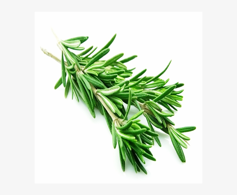 Rosemary - Natural Antibiotics For Beginners: A Guide On Natural, transparent png #4576240