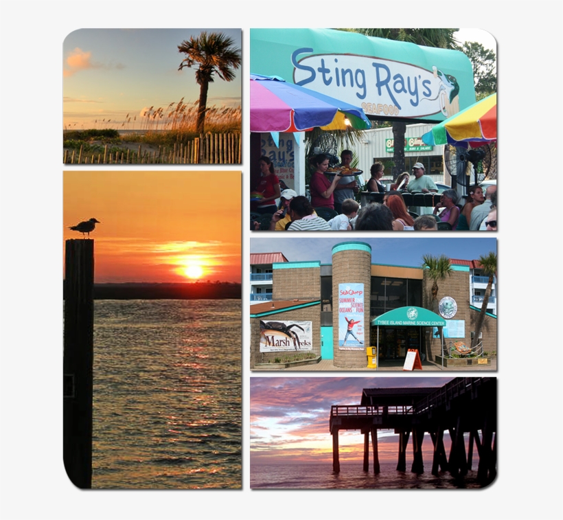 You Are Also Close To The Tybee Island Marine Science - Collage, transparent png #4581091