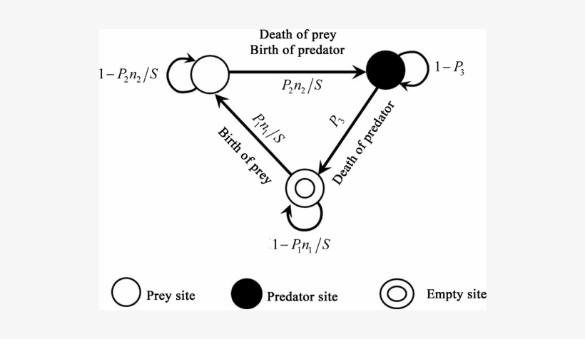 The Transitions Of The Model - Diagram, transparent png #4584379