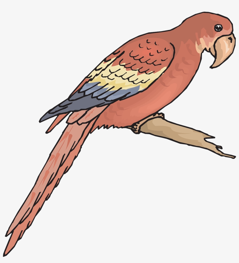 Bird Branch Wings Macaw Png Image - Outline Picture Of Macaw, transparent png #4587707