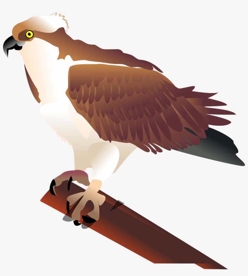 Eagle Hawk Bird Branch Media Png Image - Osprey Clip Art, transparent png #4587744