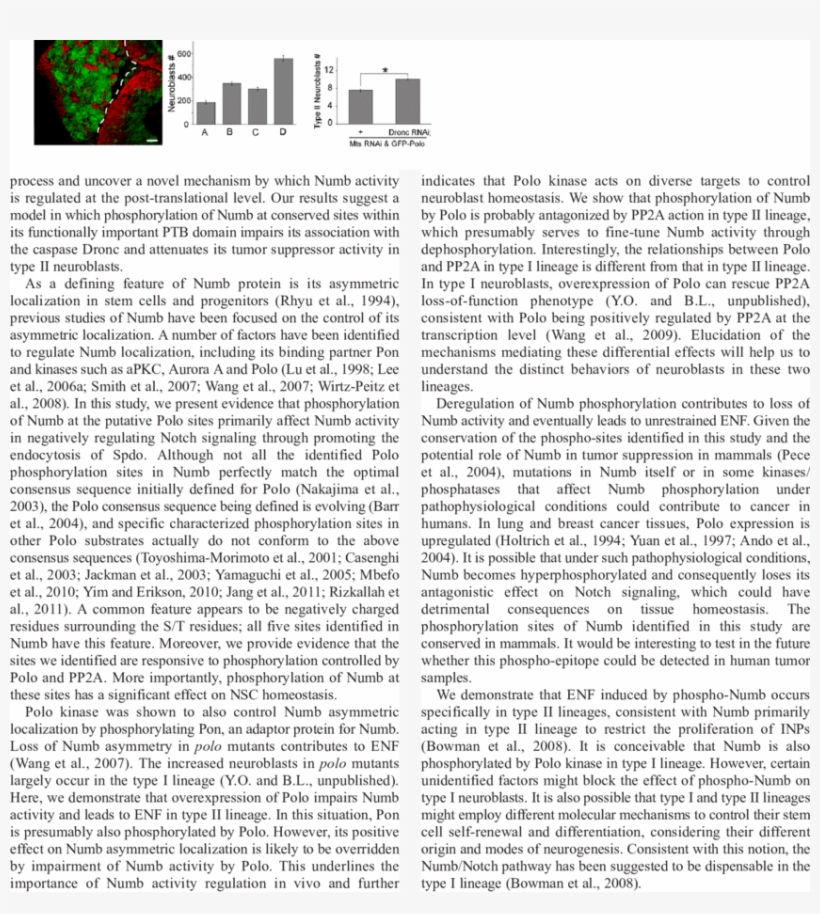 Download - Document, transparent png #4589889