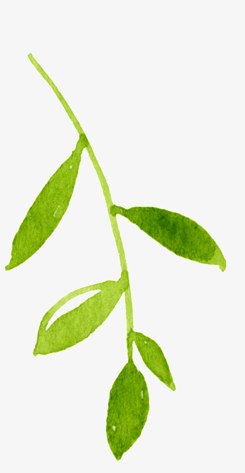Spring Green Leaves Cartoon Transparent - Bay Laurel, transparent png #4593753