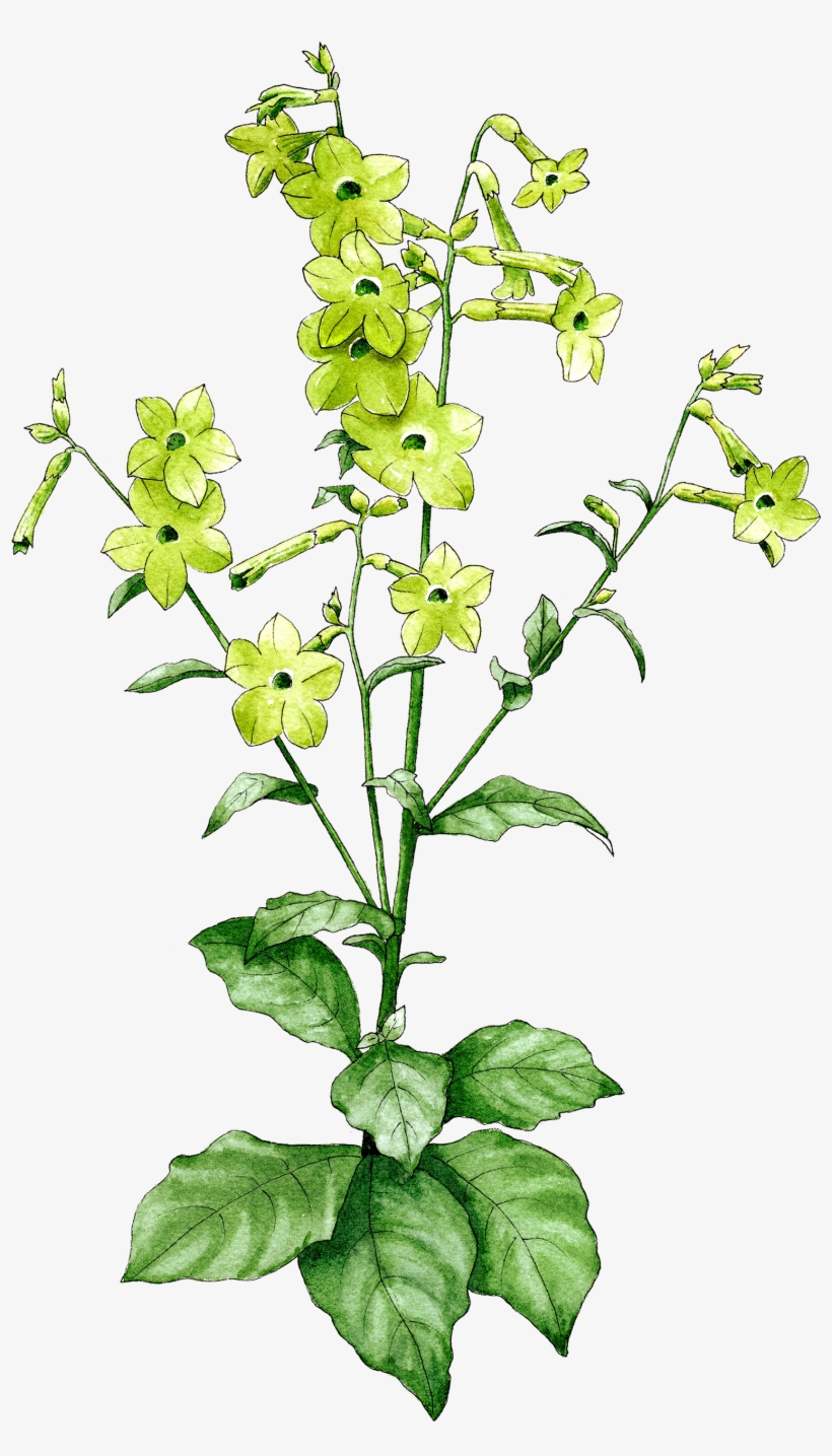 Nicotiana Lime Green - Perennial Plant, transparent png #4594596