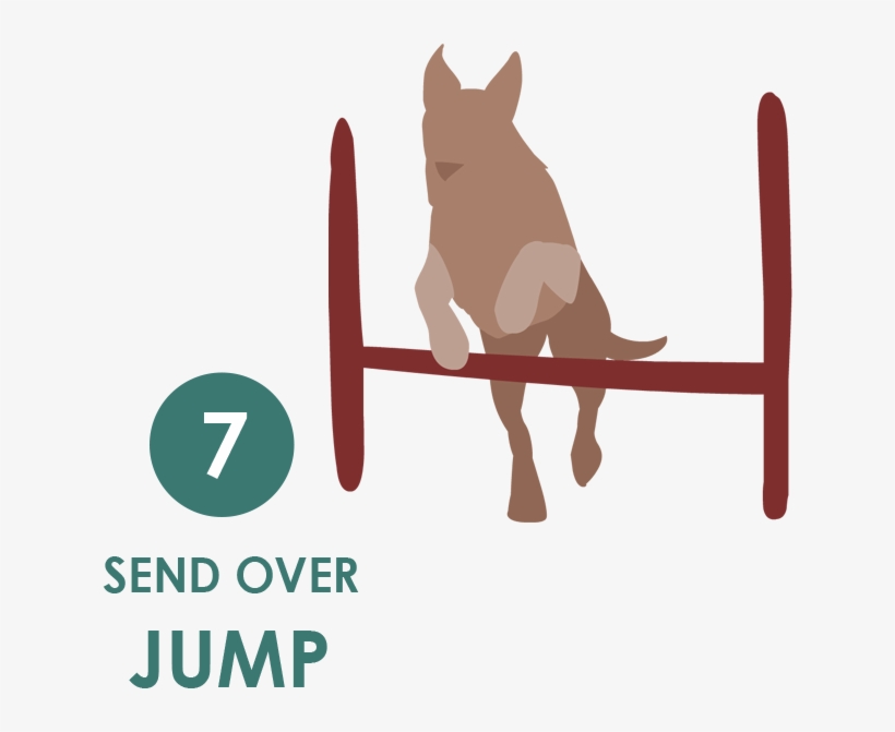 Exercise 1-7 - Jump - Dog Catches Something, transparent png #4595767