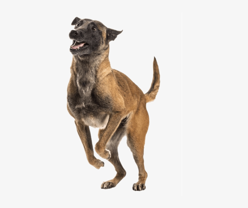 Jumping Dog - Pupgrade - Belgian Shepherd, transparent png #4595845