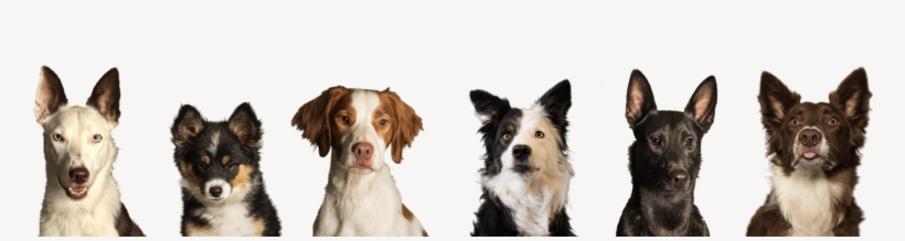 Results May Vary - Dogs In A Row, transparent png #4596116