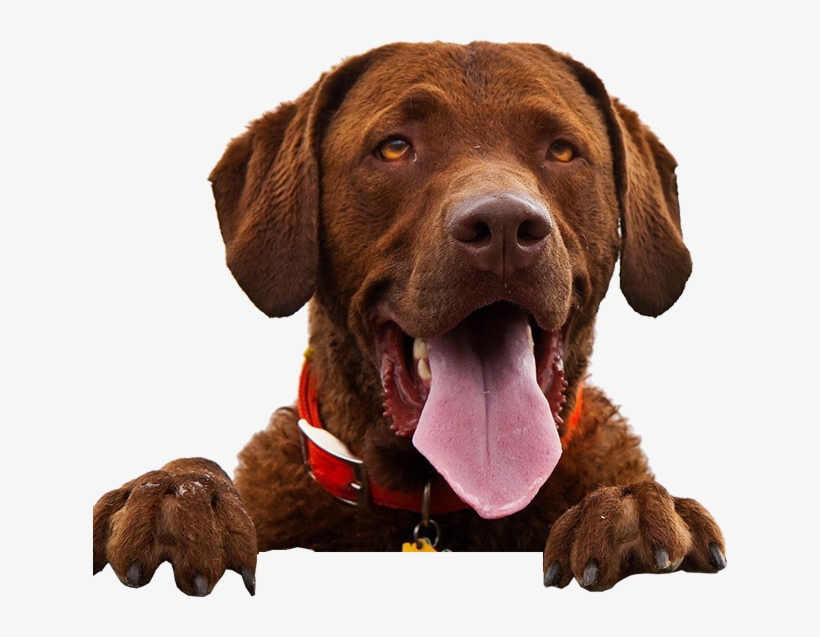 What Is Cushings Disease - Dog Calendar 2016, transparent png #4596249