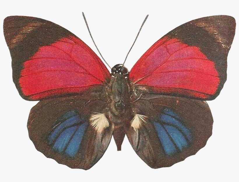Бабочки - Png - - ♥ Creative Nn - Блог Альбины Рассеиной - Butterfly, transparent png #4596314