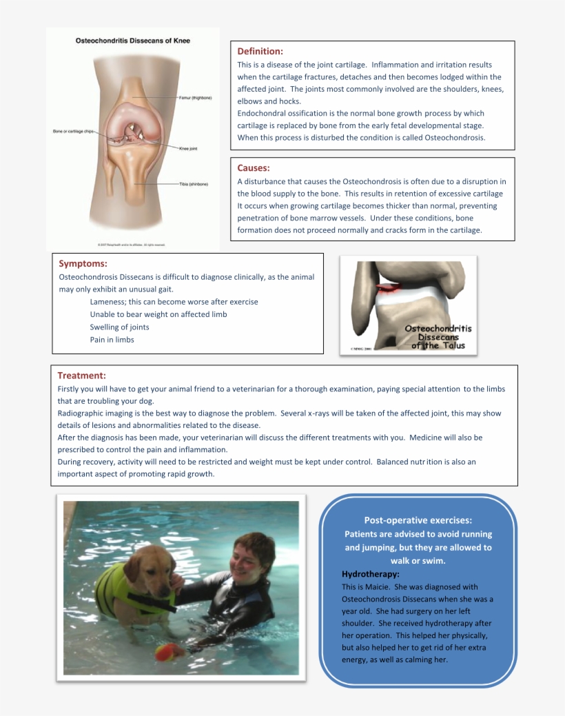 Joint Diseases In Dogs Written By Mariska Engelbrecht - Osteochondritis Dissecans Ankle, transparent png #4596436