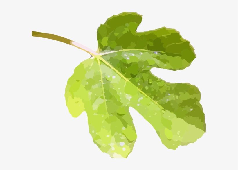 How To Set Use Fig Leaf 2a Clipart, transparent png #461162