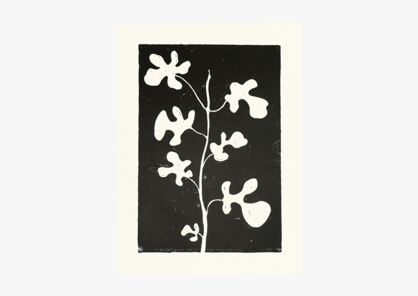 Fig - Common Fig, transparent png #462616