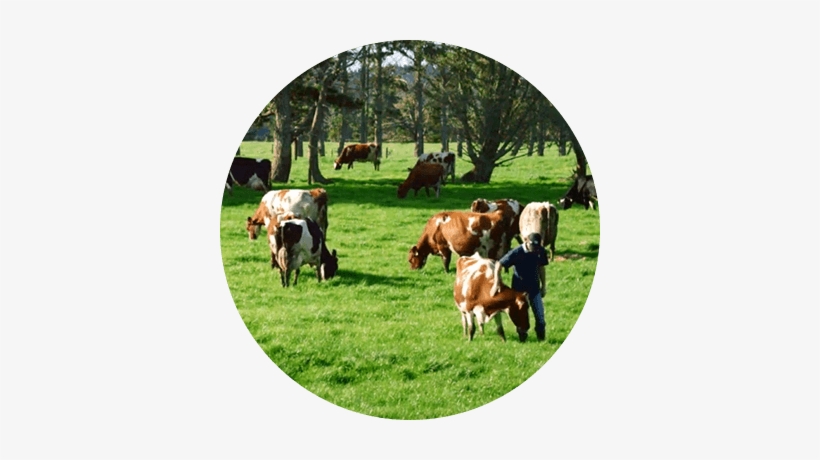 Fun Athlete Deborah - Grazing, transparent png #463260