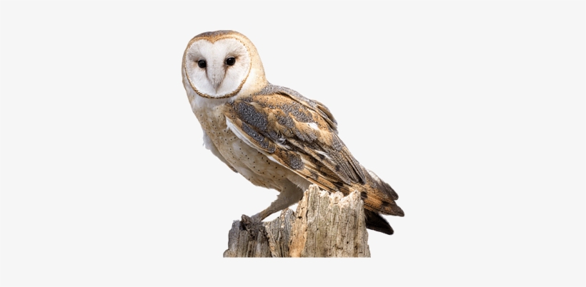 Boxes Nesting For Tawny - Barn Owl Png, transparent png #465099