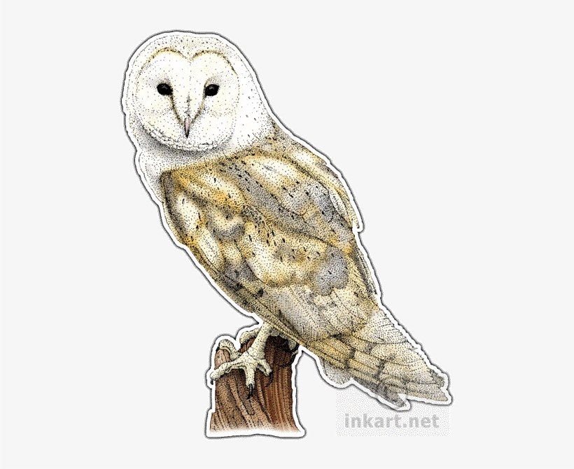 Barn Owl Png File - Barn Owl Throw Blanket, transparent png #465125