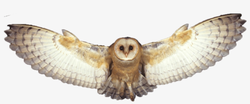 Barn Owl Png Photo - Transparent Background Flying Owl Png, transparent png #465152