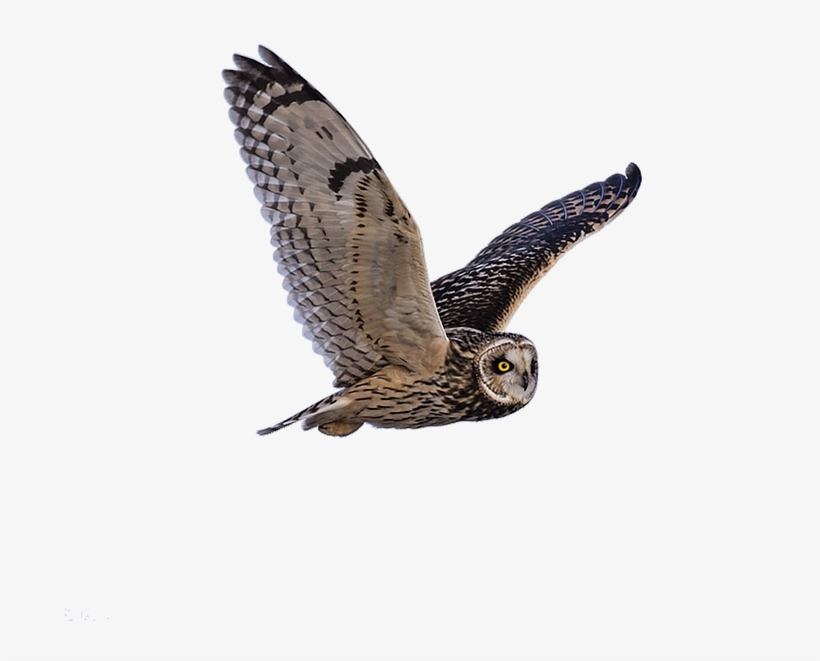 Peel N Stick Poster Of Owl Flying Nature Barn Owl Wildlife - Zazzle Fliegen-eulen-tiermonogramm Klar Iphone 8 Plus/7, transparent png #465217