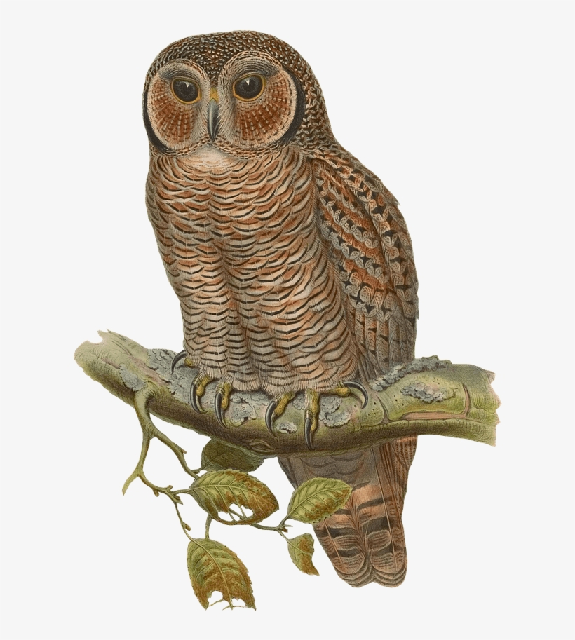 Owl Drawing - Vintage Drawing Of Owl Sitting On A Branch Wine Stopper, transparent png #465262