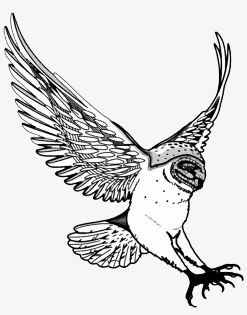Drawing Of Barn Owl Swooping - Owl Drawing Png, transparent png #465309