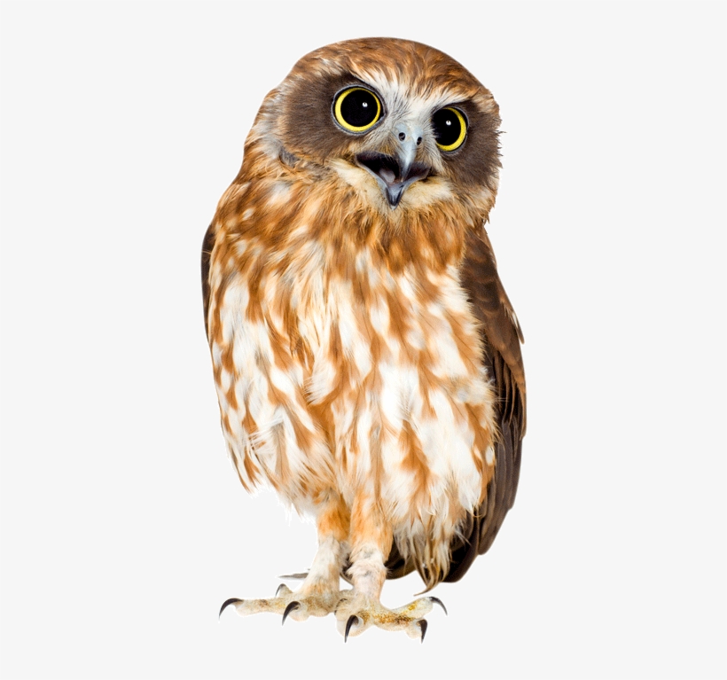 Share This Image - Owl Hd Png, transparent png #465364