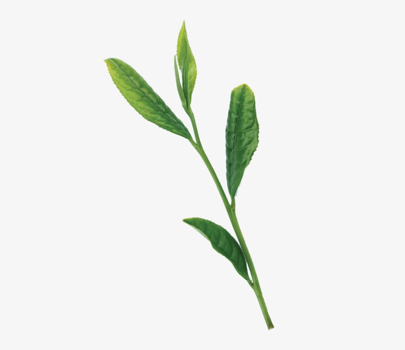 High Quarity Japanese Green Tea - Shoot, transparent png #465453