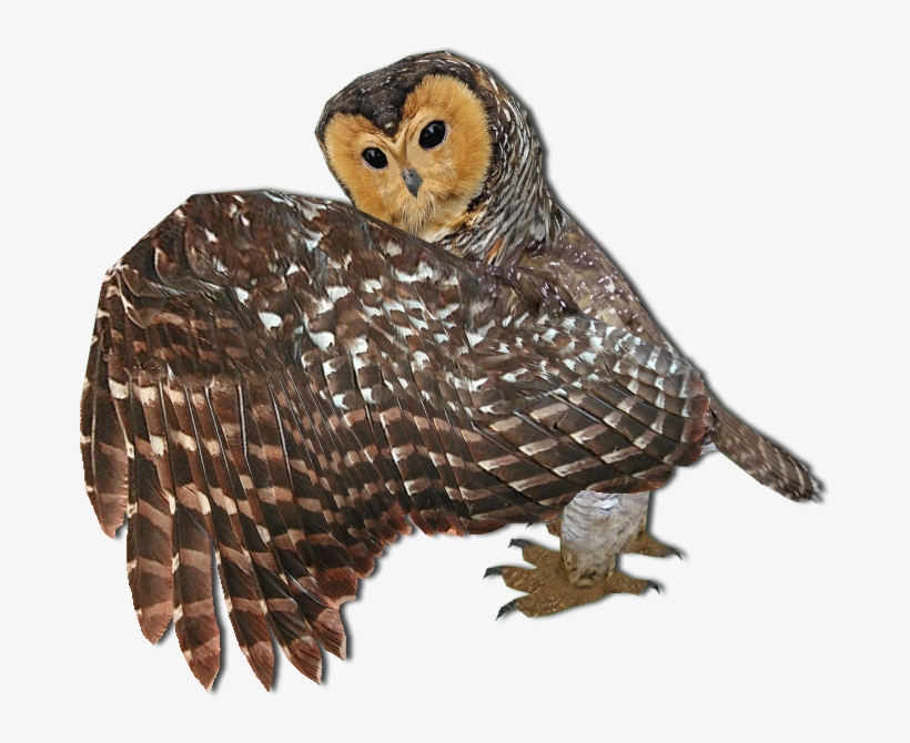 Bpngldf - Barn Owl, transparent png #465728