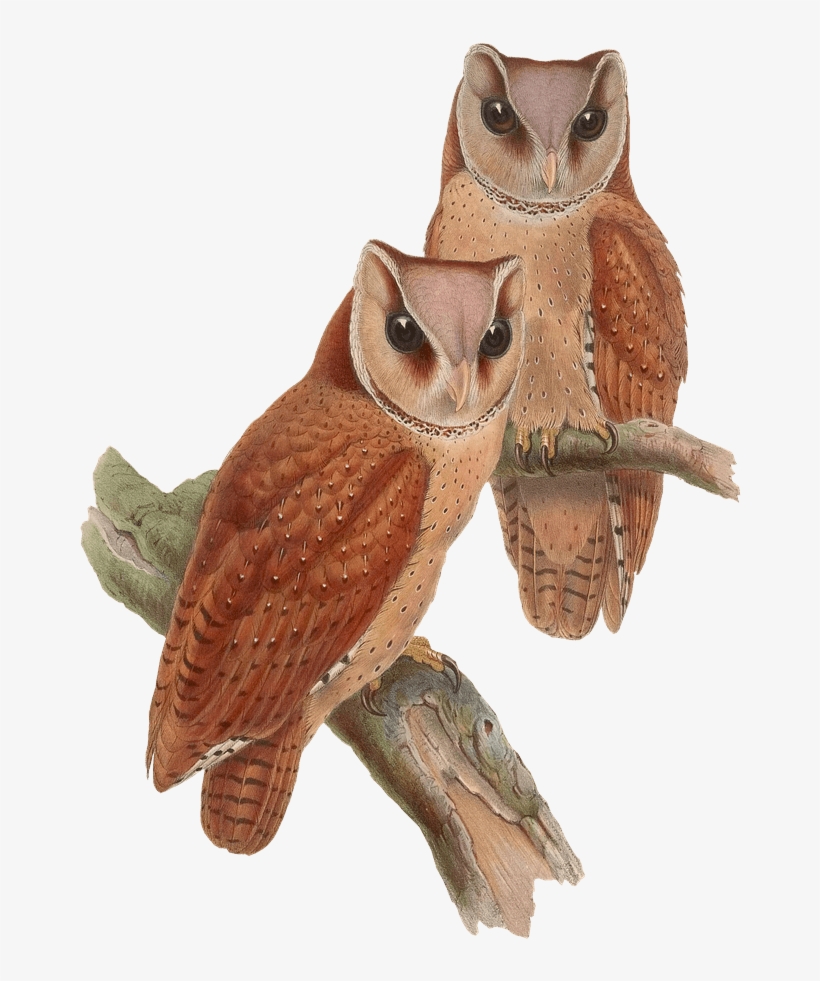 Owls Sitting On A Branch - Owl Vintage Png, transparent png #465782