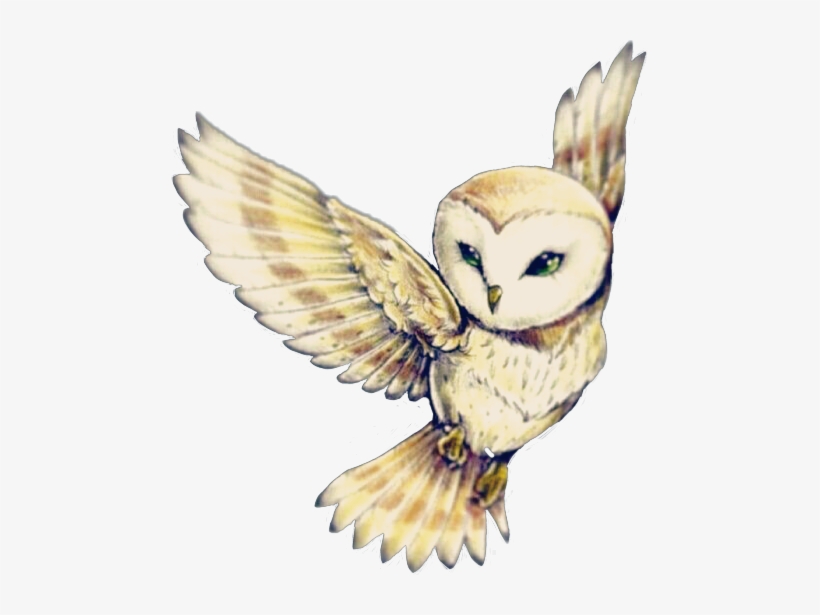 Cute Owl Flying~ Owls Owlart Cute Edits Editing Editor - Owl Tattoo Drawings, transparent png #465840