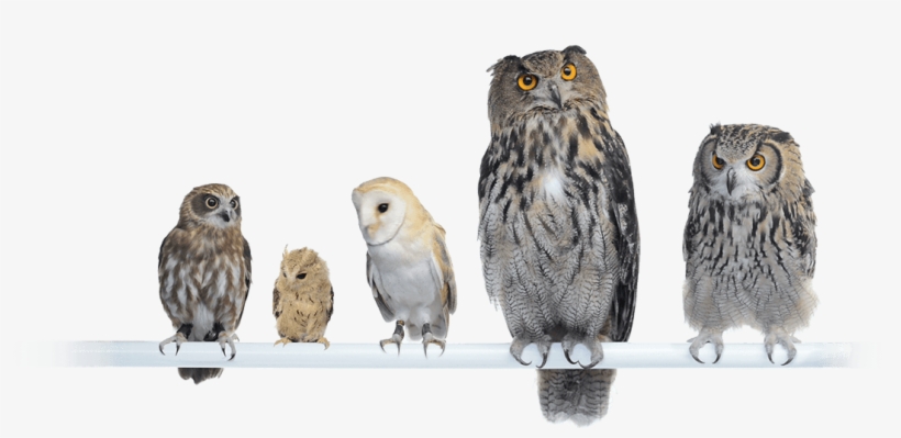 Saas Solution For It Systems Monitoring 100% Owl Inclusive - Chouette Et Hiboux Png, transparent png #465884