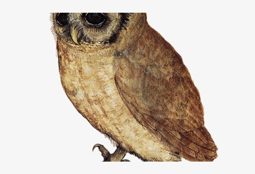 Barn Owl Clipart File - Little Owl Albrecht Durer, transparent png #465919