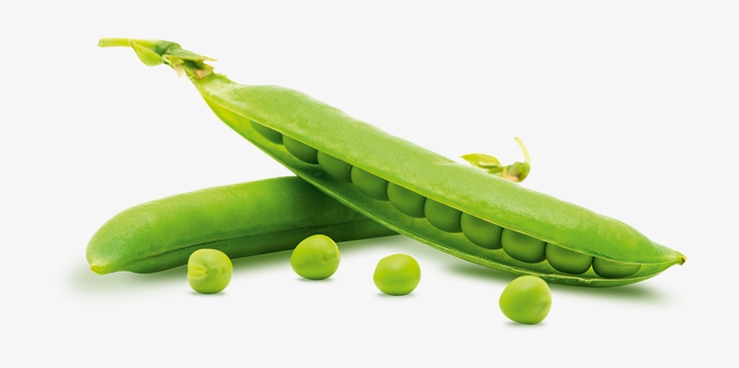 Pea Png - Pea Transparent, transparent png #465962