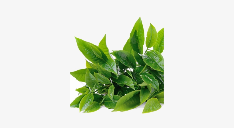Image Of Green Tea Body Butter - Green Tea Leaf Png, transparent png #466040