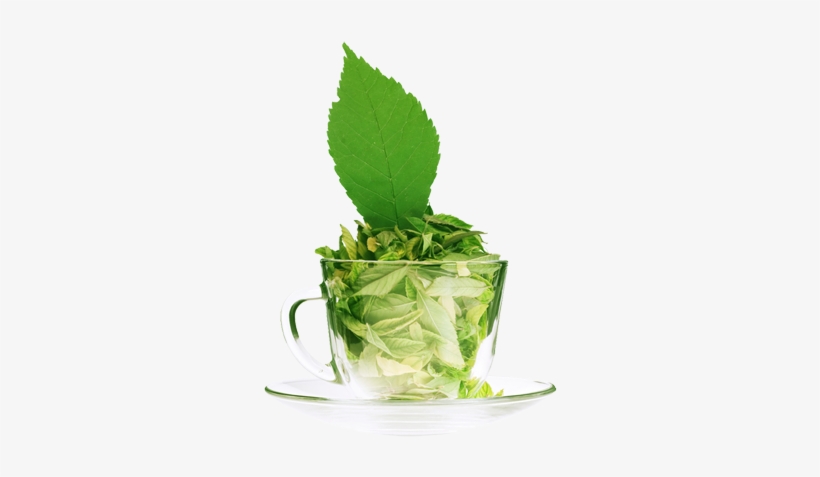 Stevia Tea Leaves Sweetener - Green Tea Images Free, transparent png #466078
