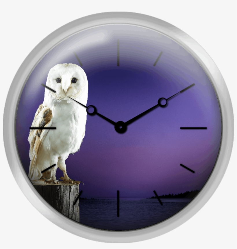 Barn Owl Standing On Log With Sunset Background - Denali Park Road, transparent png #466213