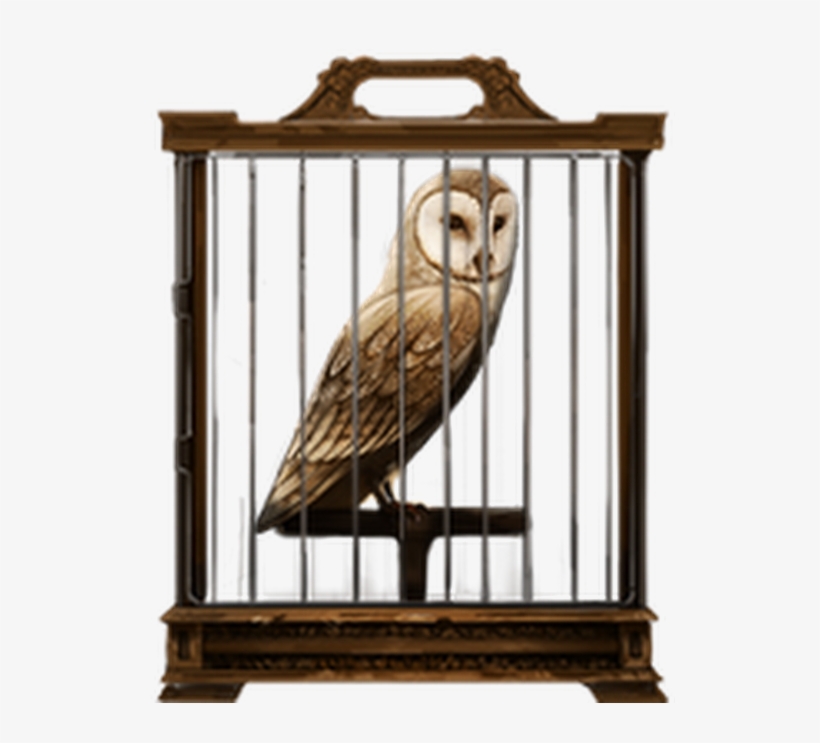 Photo - Owl In Cage Png, transparent png #466231