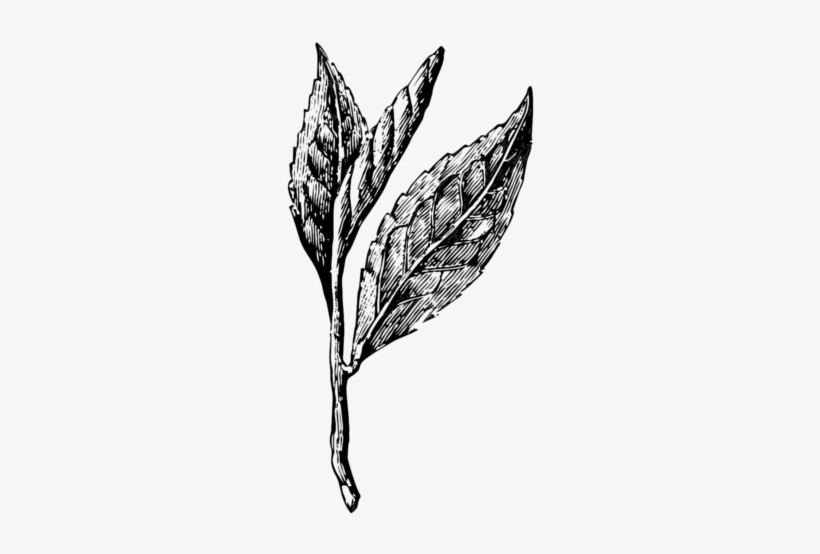 Mature Tea Bush - Tea Leaves Drawing Png, transparent png #466233