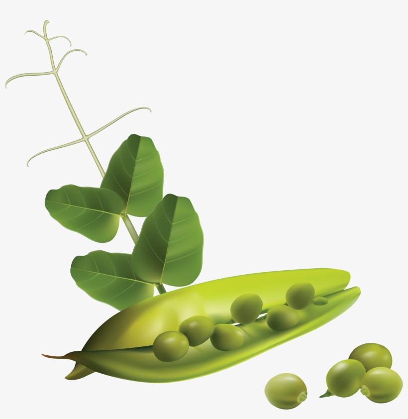 Free Vector Vegetables, transparent png #466292