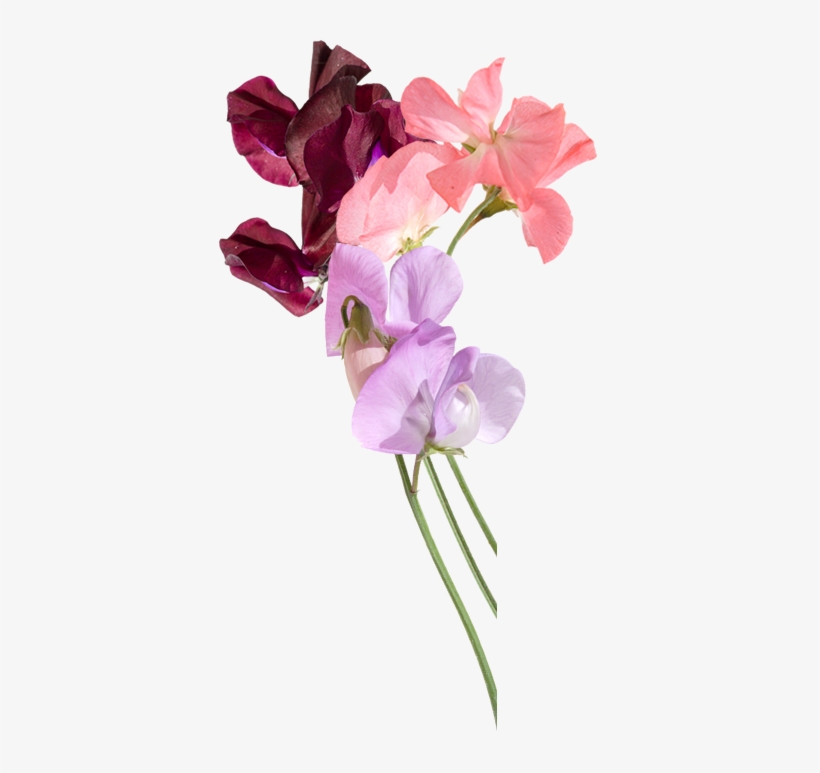 Sweet Pea Flowers Delivered By Post - Sweet Pea Png, transparent png #466365