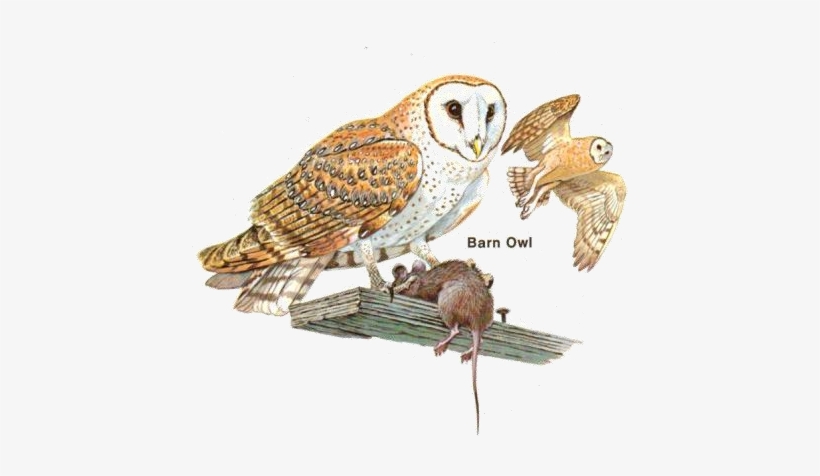 Generalist Vs Specialist Foraging Strategies, transparent png #466408