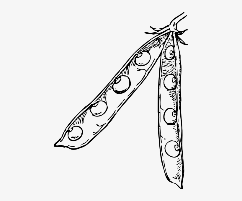 Pea Pod Svg Clip Arts 456 X 600 Px, transparent png #467008