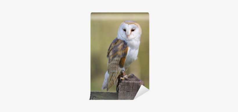 Poster: Wright's Barn Owl, 24x24in., transparent png #467032