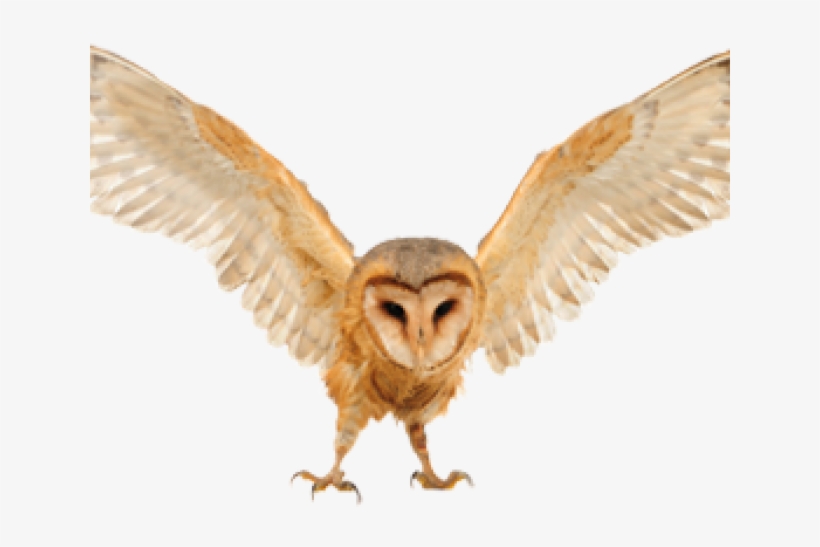 The Devon Bird Of Prey Centre, transparent png #467078