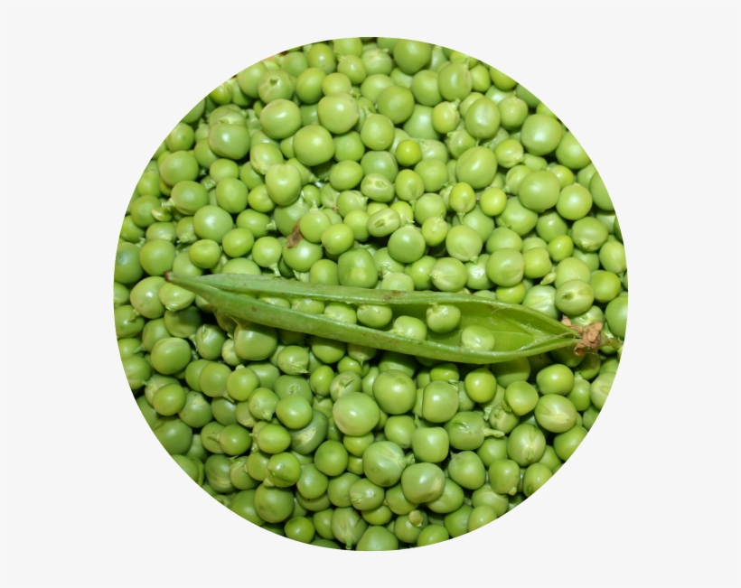 Last Evening I Was Sitting In My Kitchen Shelling Peas - Twinset Denim Jacket, transparent png #467250