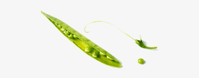 Pea Png Free Download - Wild Peas, transparent png #467555