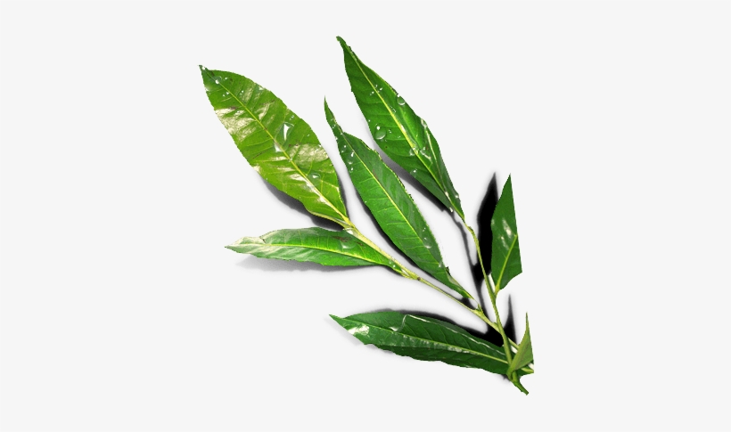 Leaves - Long Leaves Png, transparent png #467971