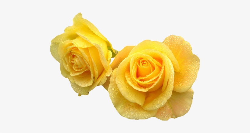 Yellow Transparent Flower Crown Download - Yellow Roses Transparent Background, transparent png #468409